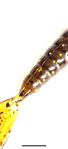 4" Magic Minnow Swimbait